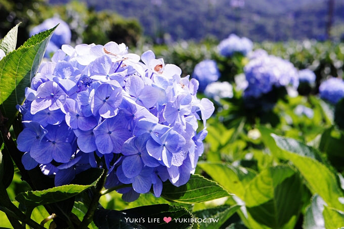 台北遊記┃陽明山竹子湖‧大梯田花卉生態農場～繡球花盛開❤(5/30拍攝.含交通指南) - yuki.tw