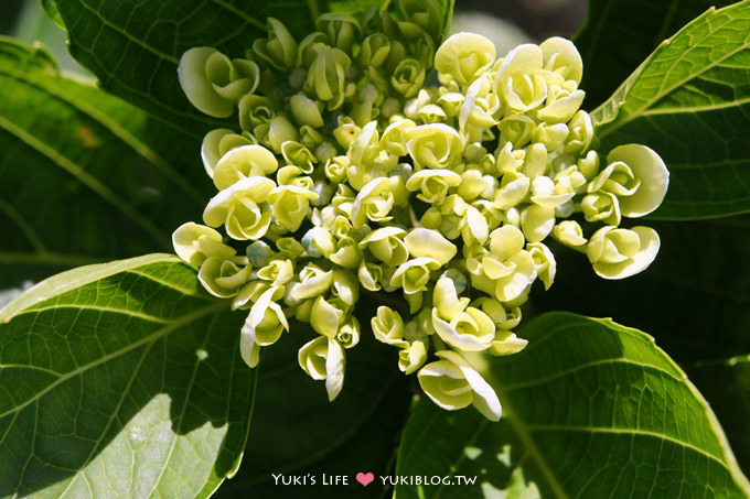 台北遊記┃陽明山竹子湖‧大梯田花卉生態農場～繡球花盛開❤(5/30拍攝.含交通指南) - yuki.tw