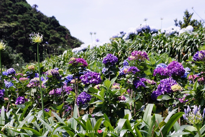 台北遊記┃陽明山竹子湖‧大梯田花卉生態農場～繡球花盛開❤(5/30拍攝.含交通指南) - yuki.tw