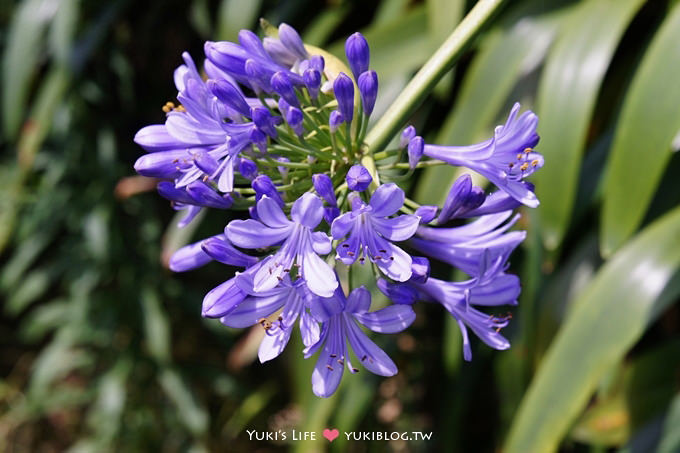 台北遊記┃陽明山竹子湖‧大梯田花卉生態農場～繡球花盛開❤(5/30拍攝.含交通指南) - yuki.tw