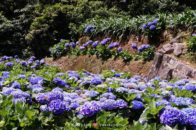 台北遊記┃陽明山竹子湖‧大梯田花卉生態農場～繡球花盛開❤(5/30拍攝.含交通指南) - yuki.tw