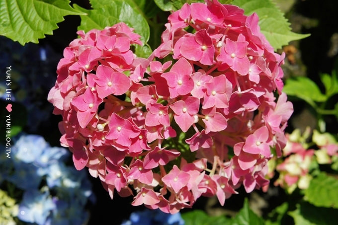 台北遊記┃陽明山竹子湖‧大梯田花卉生態農場～繡球花盛開❤(5/30拍攝.含交通指南) - yuki.tw