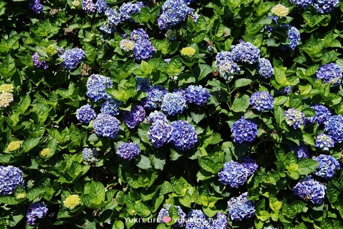 台北遊記┃陽明山竹子湖‧大梯田花卉生態農場～繡球花盛開❤(5/30拍攝.含交通指南) - yuki.tw