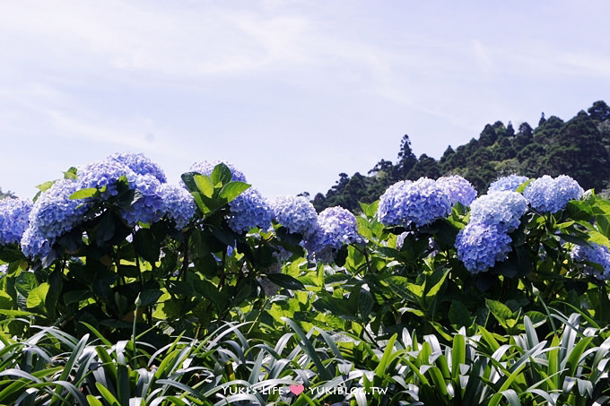 台北遊記┃陽明山竹子湖‧大梯田花卉生態農場～繡球花盛開❤(5/30拍攝.含交通指南) - yuki.tw