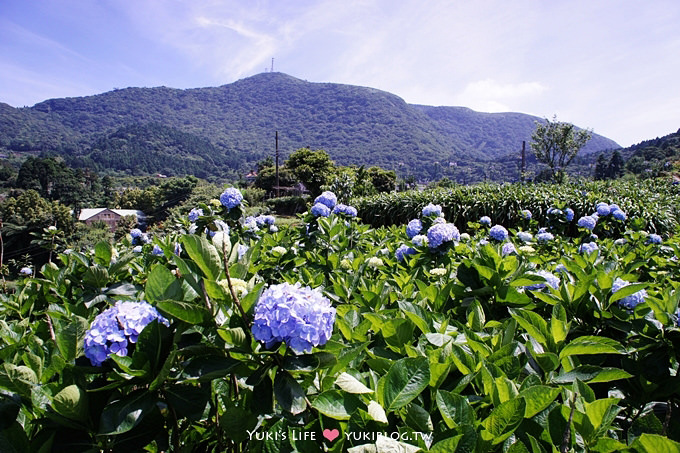 台北遊記┃陽明山竹子湖‧大梯田花卉生態農場～繡球花盛開❤(5/30拍攝.含交通指南) - yuki.tw