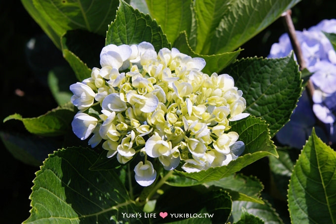 台北遊記┃陽明山竹子湖‧大梯田花卉生態農場～繡球花盛開❤(5/30拍攝.含交通指南) - yuki.tw