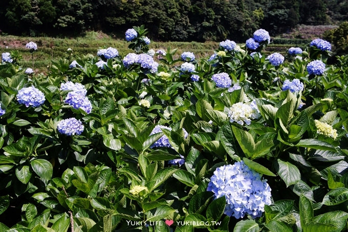 台北遊記┃陽明山竹子湖‧大梯田花卉生態農場～繡球花盛開❤(5/30拍攝.含交通指南) - yuki.tw