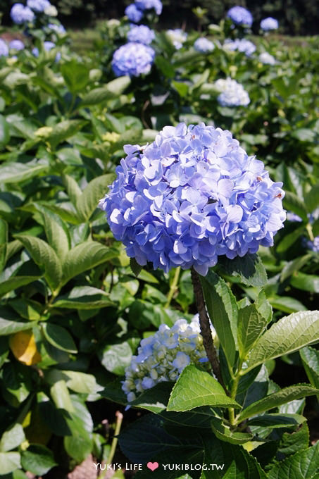 台北遊記┃陽明山竹子湖‧大梯田花卉生態農場～繡球花盛開❤(5/30拍攝.含交通指南) - yuki.tw