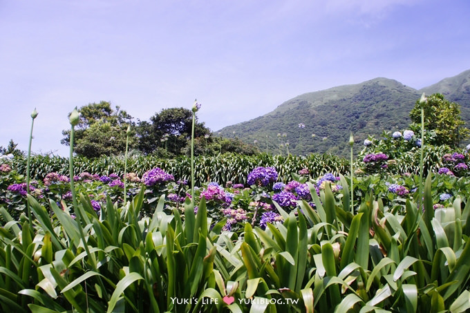 台北遊記┃陽明山竹子湖‧大梯田花卉生態農場～繡球花盛開❤(5/30拍攝.含交通指南) - yuki.tw