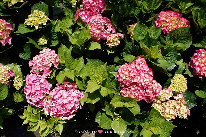 台北遊記┃陽明山竹子湖‧大梯田花卉生態農場～繡球花盛開❤(5/30拍攝.含交通指南) - yuki.tw