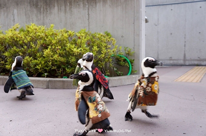 日本┃橫濱‧八景島海島樂園親子遊→全新開幕的海洋莊園×超近距離接觸企鵝の感動（下） - yuki.tw