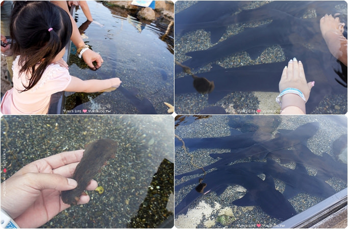 日本┃橫濱‧八景島海島樂園親子遊→全新開幕的海洋莊園×超近距離接觸企鵝の感動（下） - yuki.tw