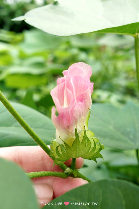 南投親子景點【竹山采棉居寢飾文化舘】棉花不是花觀光工廠×古董級阿嬤紅眠床×抱枕DIY - yuki.tw