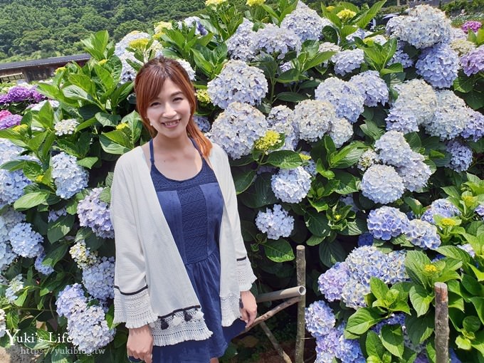 陽明山繡球花季推廌景點【頂湖財福繡球花園】淹沒在紫色繡球花田超浪漫！ - yuki.tw