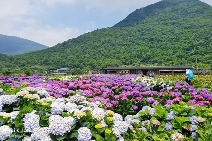 陽明山繡球花季推廌景點【頂湖財福繡球花園】淹沒在紫色繡球花田超浪漫！ - yuki.tw