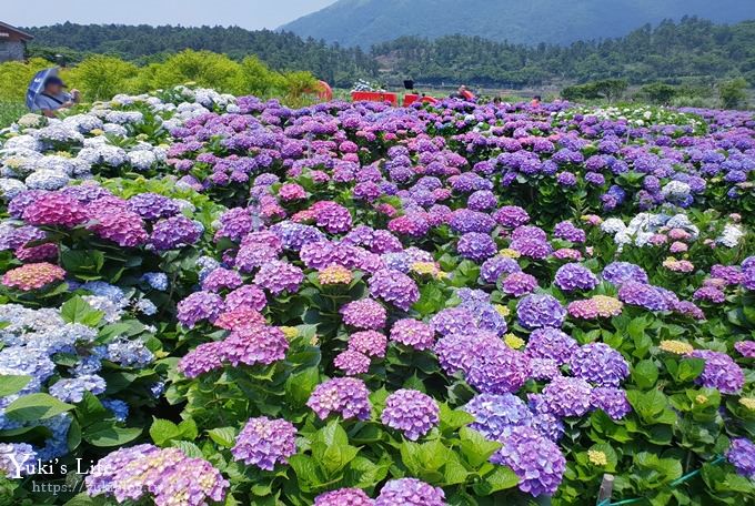 陽明山繡球花季推廌景點【頂湖財福繡球花園】淹沒在紫色繡球花田超浪漫！ - yuki.tw