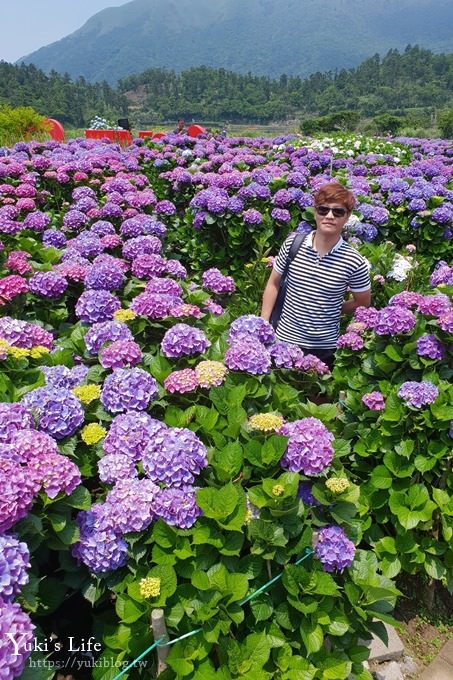 陽明山繡球花季推廌景點【頂湖財福繡球花園】淹沒在紫色繡球花田超浪漫！ - yuki.tw