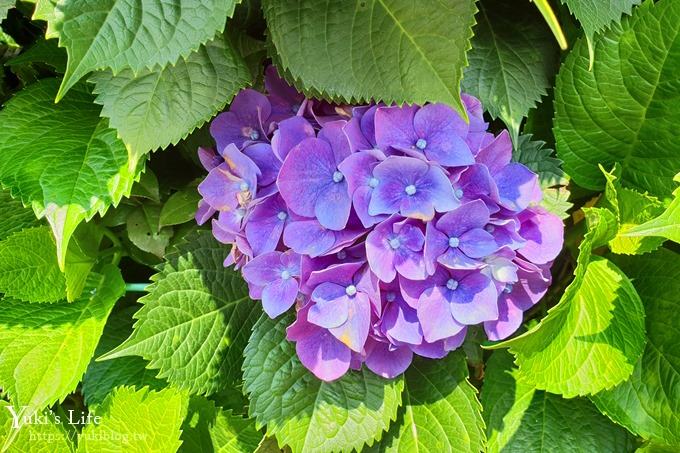 陽明山繡球花季推廌景點【頂湖財福繡球花園】淹沒在紫色繡球花田超浪漫！ - yuki.tw