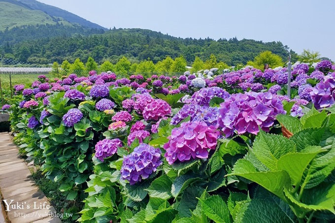 陽明山繡球花季推廌景點【頂湖財福繡球花園】淹沒在紫色繡球花田超浪漫！ - yuki.tw