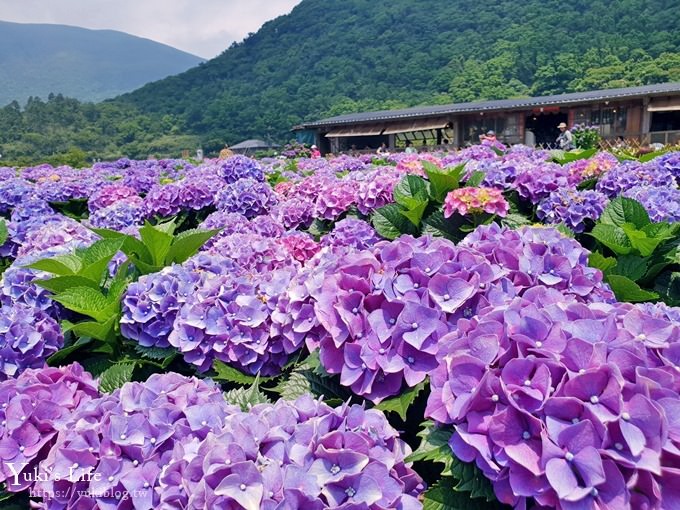 陽明山繡球花季推廌景點【頂湖財福繡球花園】淹沒在紫色繡球花田超浪漫！ - yuki.tw