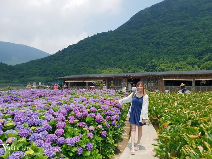 陽明山繡球花季推廌景點【頂湖財福繡球花園】淹沒在紫色繡球花田超浪漫！ - yuki.tw