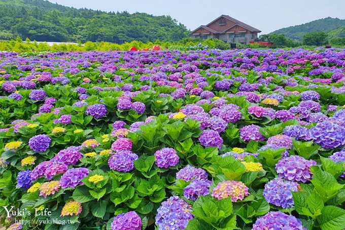 陽明山繡球花季推廌景點【頂湖財福繡球花園】淹沒在紫色繡球花田超浪漫！ - yuki.tw