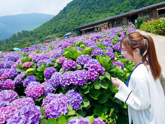 竹子湖海芋季推薦【苗榜海芋園】愛麗絲仙境花園餐廳×陽明山美食~家庭聚餐雞肉料理好好吃~ - yuki.tw