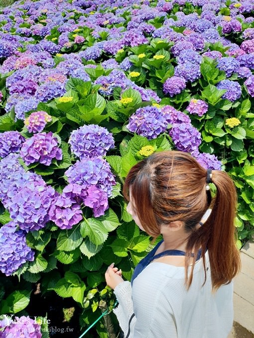 陽明山繡球花季推廌景點【頂湖財福繡球花園】淹沒在紫色繡球花田超浪漫！ - yuki.tw