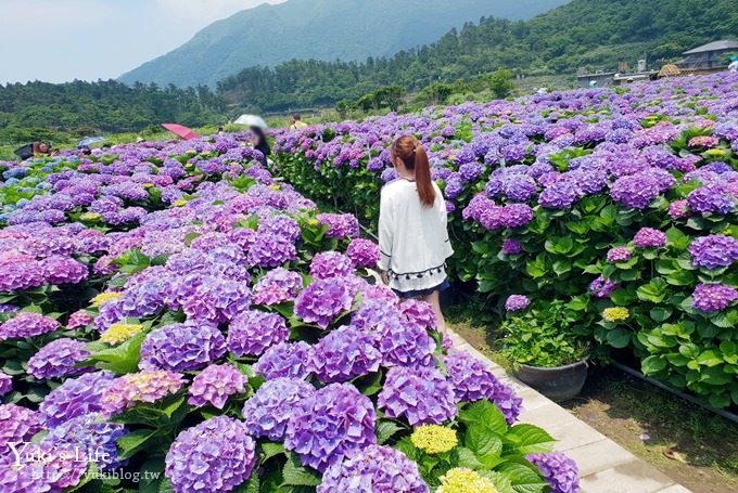 陽明山繡球花季推廌景點【頂湖財福繡球花園】淹沒在紫色繡球花田超浪漫！ - yuki.tw