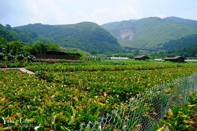 陽明山繡球花季推廌景點【頂湖財福繡球花園】淹沒在紫色繡球花田超浪漫！ - yuki.tw