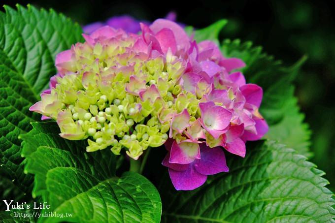 陽明山繡球花季推廌景點【頂湖財福繡球花園】淹沒在紫色繡球花田超浪漫！ - yuki.tw