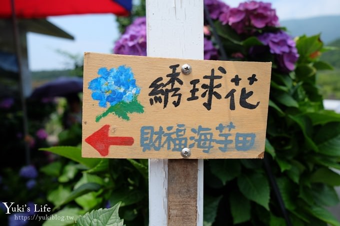 陽明山繡球花季推廌景點【頂湖財福繡球花園】淹沒在紫色繡球花田超浪漫！ - yuki.tw