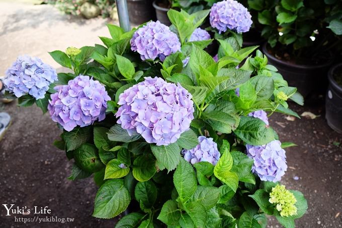 陽明山繡球花季推廌景點【頂湖財福繡球花園】淹沒在紫色繡球花田超浪漫！ - yuki.tw