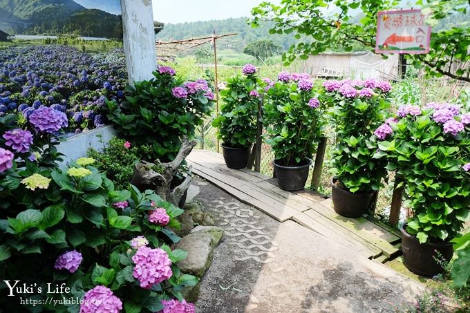 陽明山繡球花季推廌景點【頂湖財福繡球花園】淹沒在紫色繡球花田超浪漫！ - yuki.tw