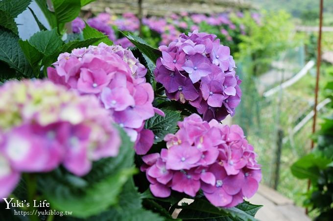 陽明山繡球花季推廌景點【頂湖財福繡球花園】淹沒在紫色繡球花田超浪漫！ - yuki.tw