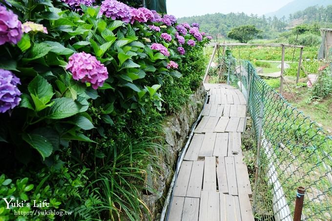 陽明山繡球花季推廌景點【頂湖財福繡球花園】淹沒在紫色繡球花田超浪漫！ - yuki.tw