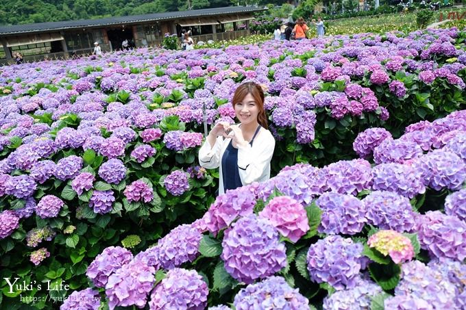 陽明山繡球花季推廌景點【頂湖財福繡球花園】淹沒在紫色繡球花田超浪漫！ - yuki.tw