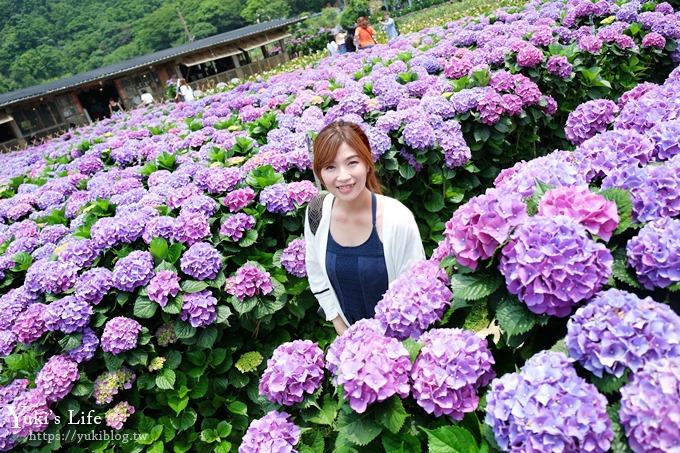 陽明山繡球花季推廌景點【頂湖財福繡球花園】淹沒在紫色繡球花田超浪漫！ - yuki.tw