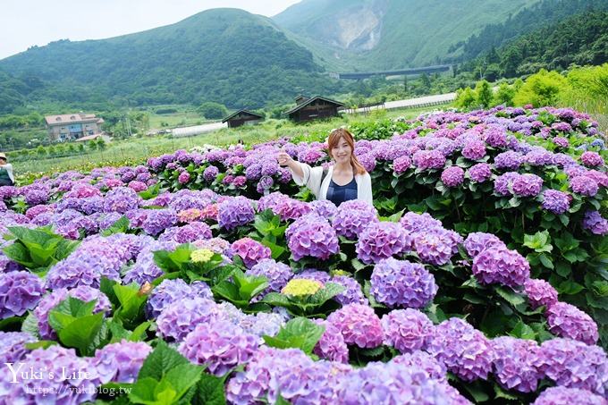 陽明山繡球花季推廌景點【頂湖財福繡球花園】淹沒在紫色繡球花田超浪漫！ - yuki.tw