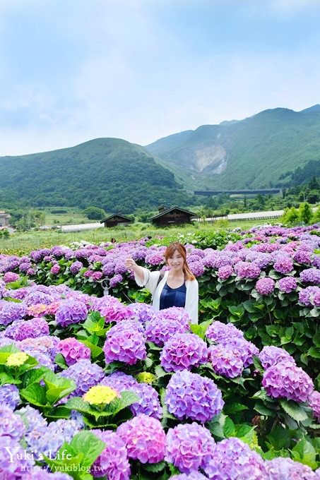 陽明山繡球花季推廌景點【頂湖財福繡球花園】淹沒在紫色繡球花田超浪漫！ - yuki.tw