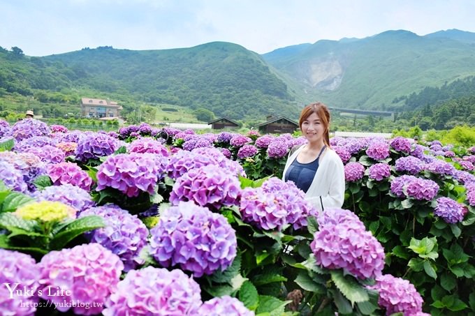 陽明山繡球花季推廌景點【頂湖財福繡球花園】淹沒在紫色繡球花田超浪漫！ - yuki.tw