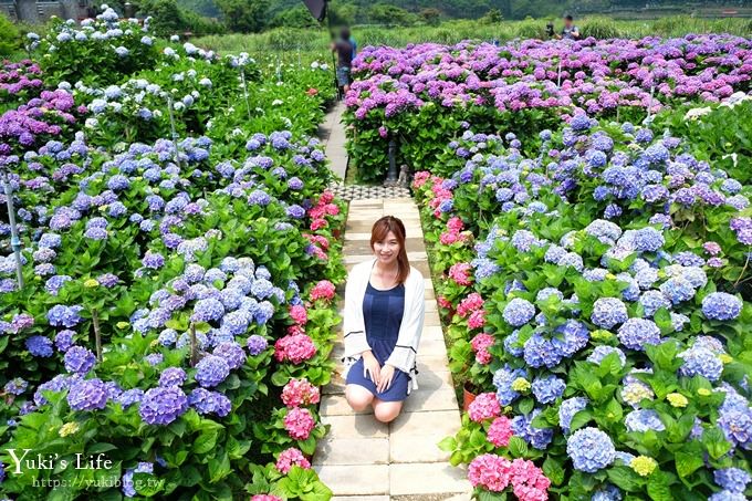 陽明山繡球花季推廌景點【頂湖財福繡球花園】淹沒在紫色繡球花田超浪漫！ - yuki.tw