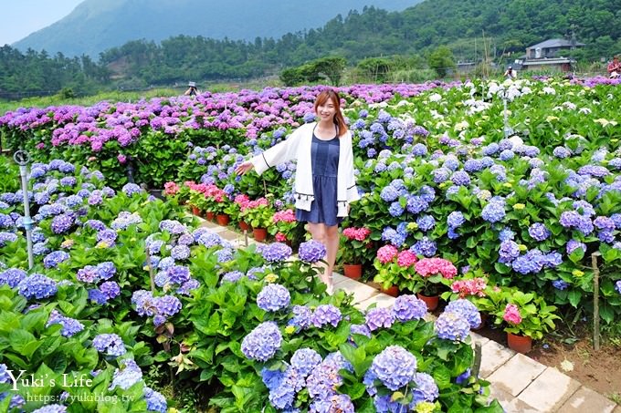 陽明山繡球花季推廌景點【頂湖財福繡球花園】淹沒在紫色繡球花田超浪漫！ - yuki.tw