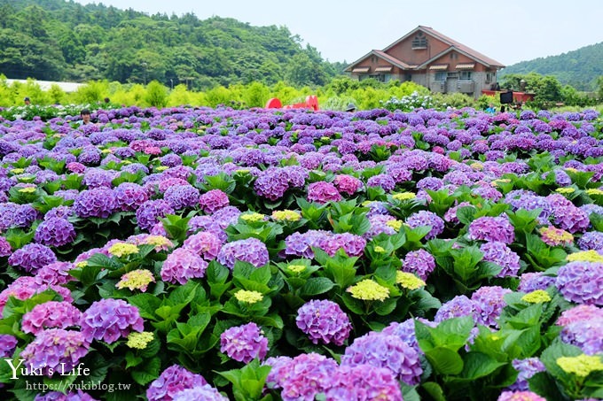 陽明山繡球花季推廌景點【頂湖財福繡球花園】淹沒在紫色繡球花田超浪漫！ - yuki.tw