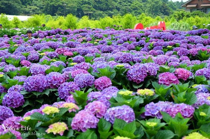 陽明山繡球花季推廌景點【頂湖財福繡球花園】淹沒在紫色繡球花田超浪漫！ - yuki.tw