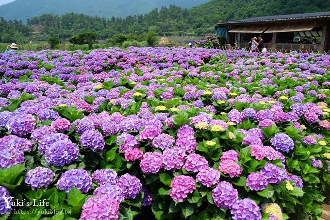 陽明山繡球花季推廌景點【頂湖財福繡球花園】淹沒在紫色繡球花田超浪漫！ - yuki.tw