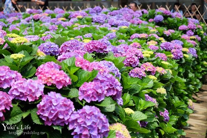 陽明山繡球花季推廌景點【頂湖財福繡球花園】淹沒在紫色繡球花田超浪漫！ - yuki.tw