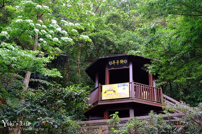 新北油桐花【土城桐花公園】親子景點 森林冒險場×刺激三角吊橋 特色公園(交通) - yuki.tw