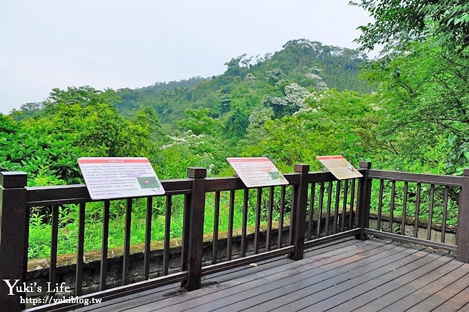 新北油桐花【土城桐花公園】親子景點 森林冒險場×刺激三角吊橋 特色公園(交通) - yuki.tw