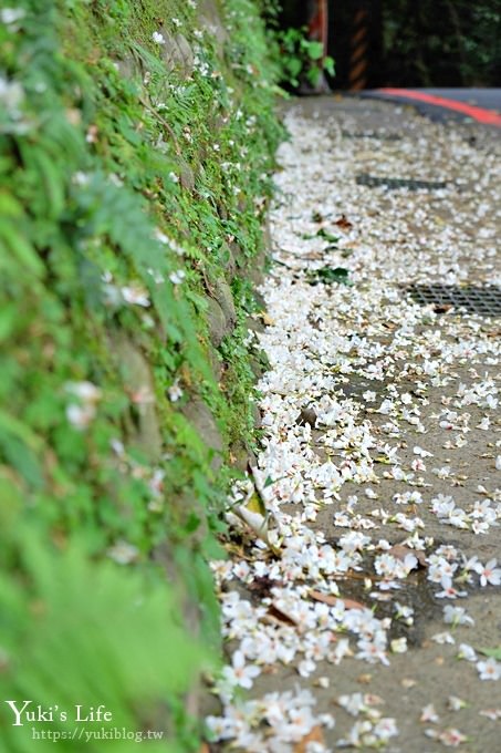 新北油桐花【土城桐花公園】親子景點 森林冒險場×刺激三角吊橋 特色公園(交通) - yuki.tw